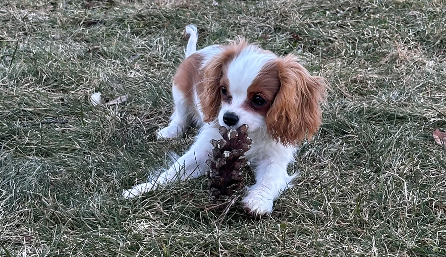 King charles hot sale cavalier rescue ma