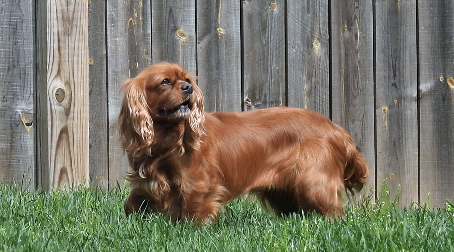 Southern cheap cavalier rescue