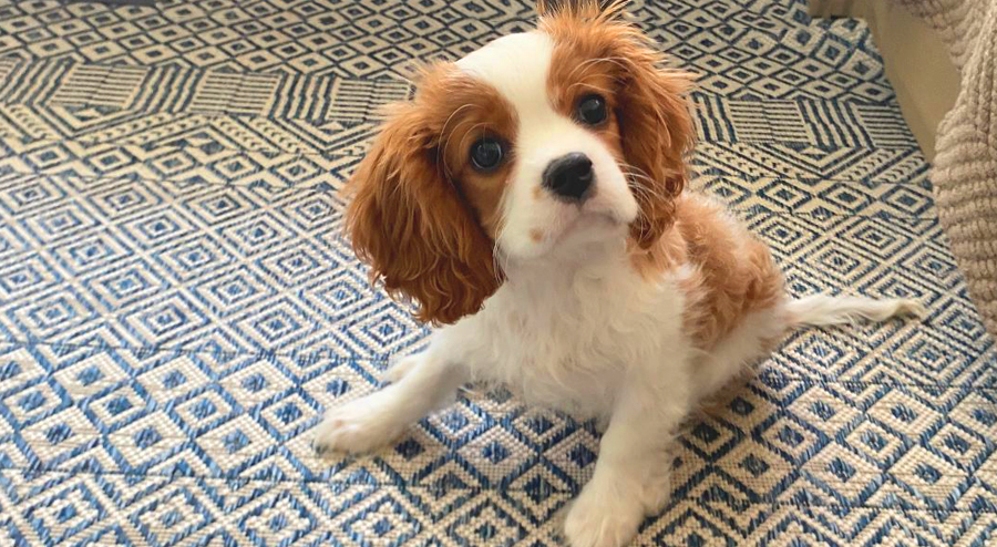 Cavalier king charles deals spaniel rescue ma