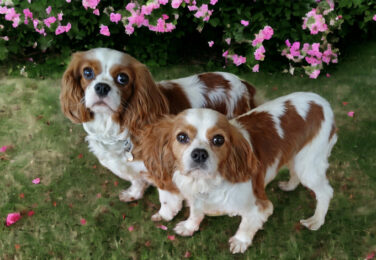 Southern cheap cavalier rescue