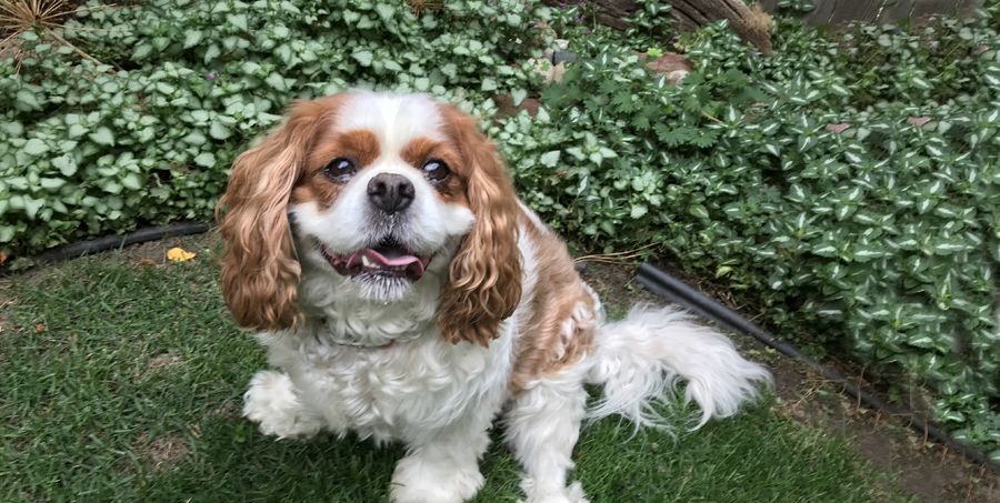 Bentley in Longmont, CO