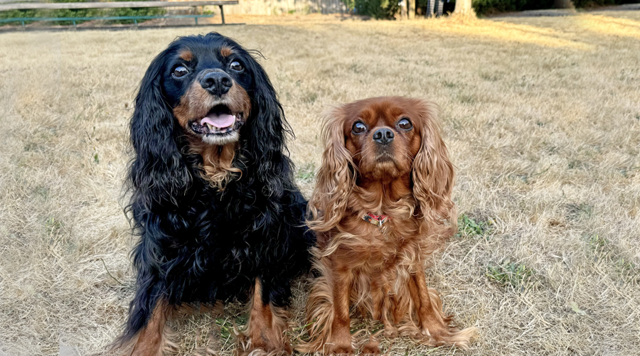 Bella and Jax in Federal Way, WA