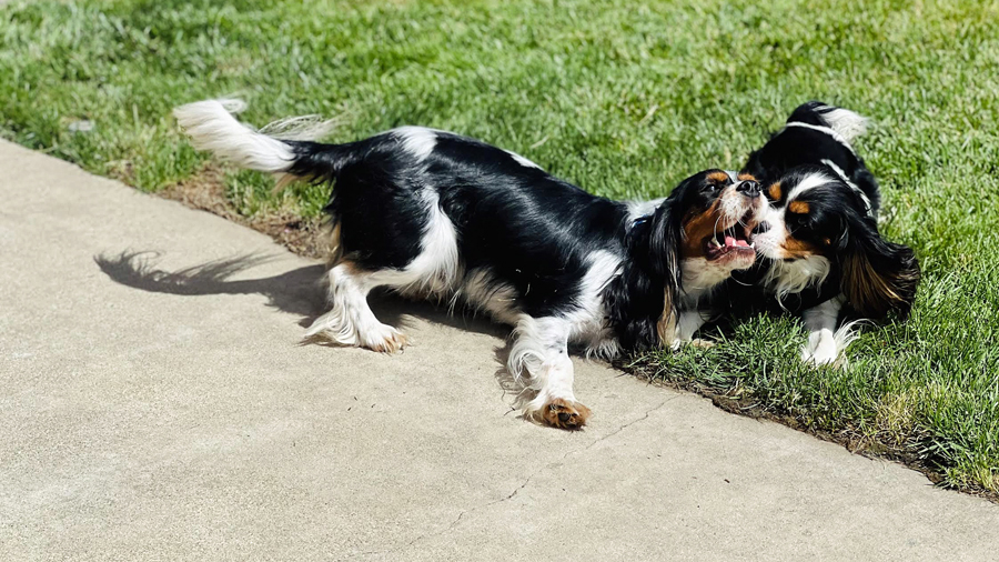 Otis and Clayton in Citrus Heights, CA