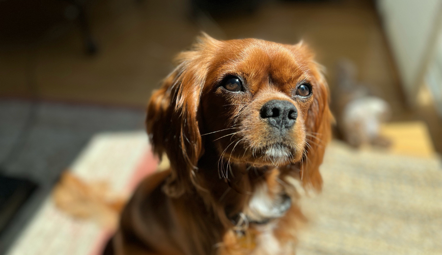 Ruben in North Andover, MA