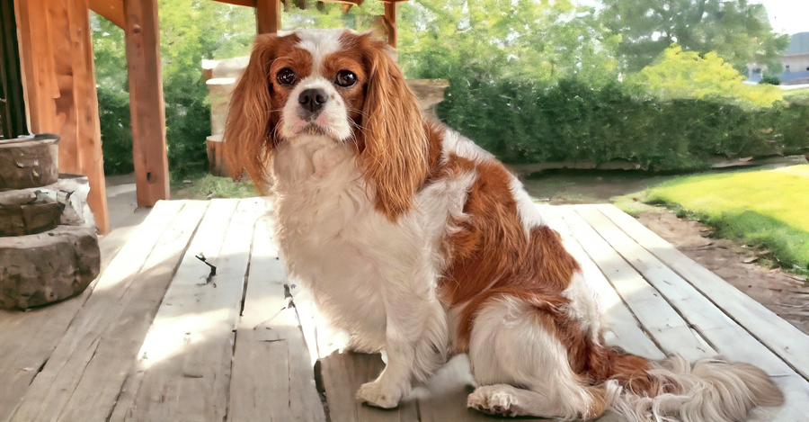 Bella in Pasadena, MD