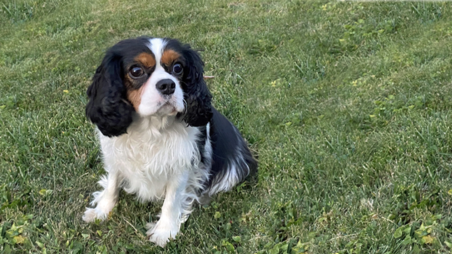 Rosie in North Wales, PA