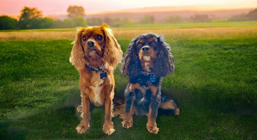 Tipp and Declan in Wheeling, W.Va.