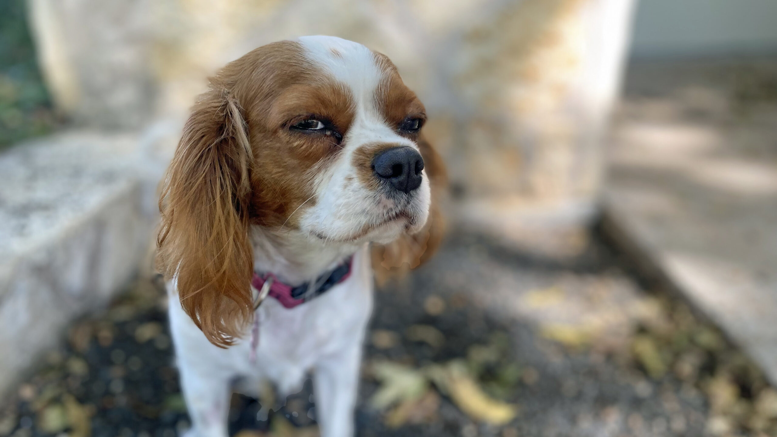 Bella in Austin, TX