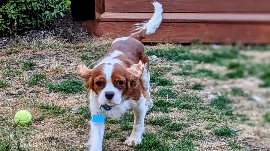 Sawyer in Marblehead, MA