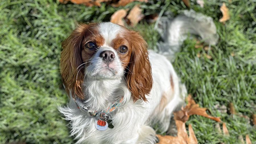 Finnegan in Scotch Plains, NJ