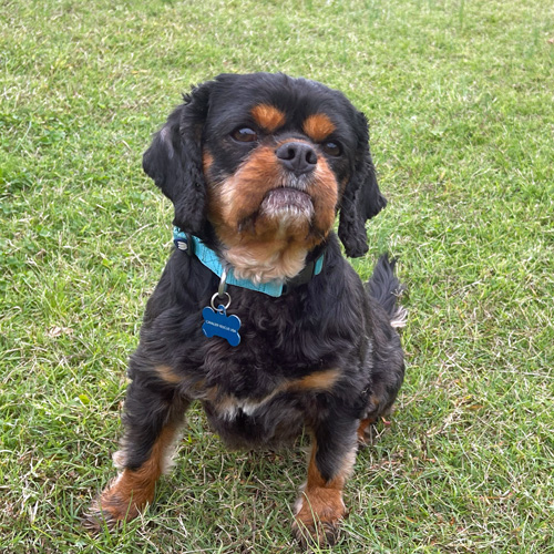 Cavalier king fashion charles spaniel rescue ma