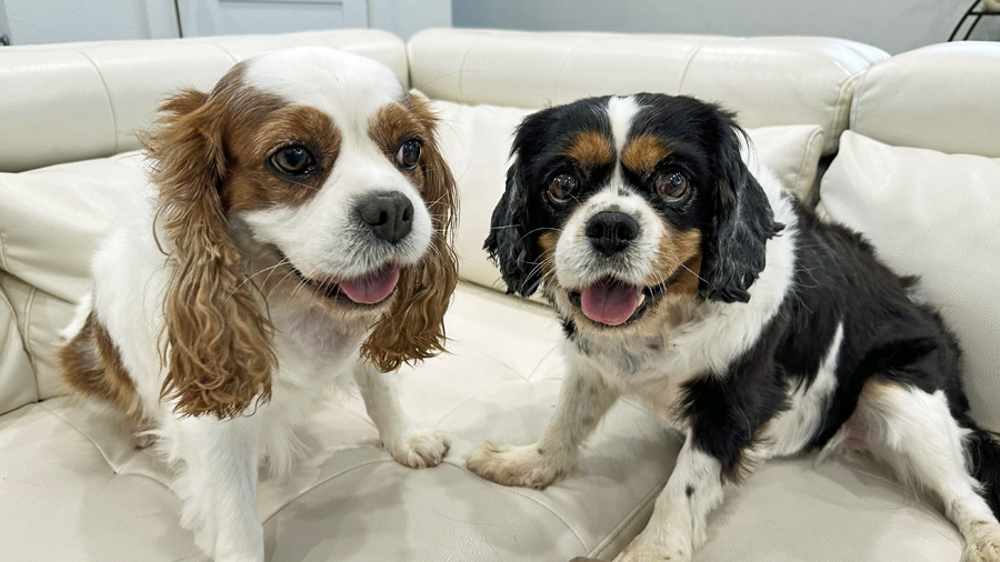 Lilly and Daisy in Dallas, TX