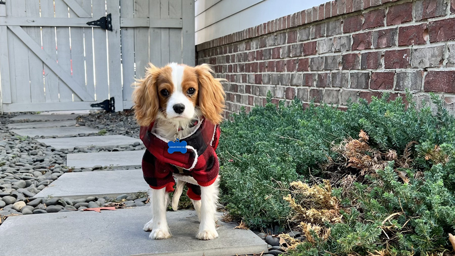 Ozzie in Franklin, TN