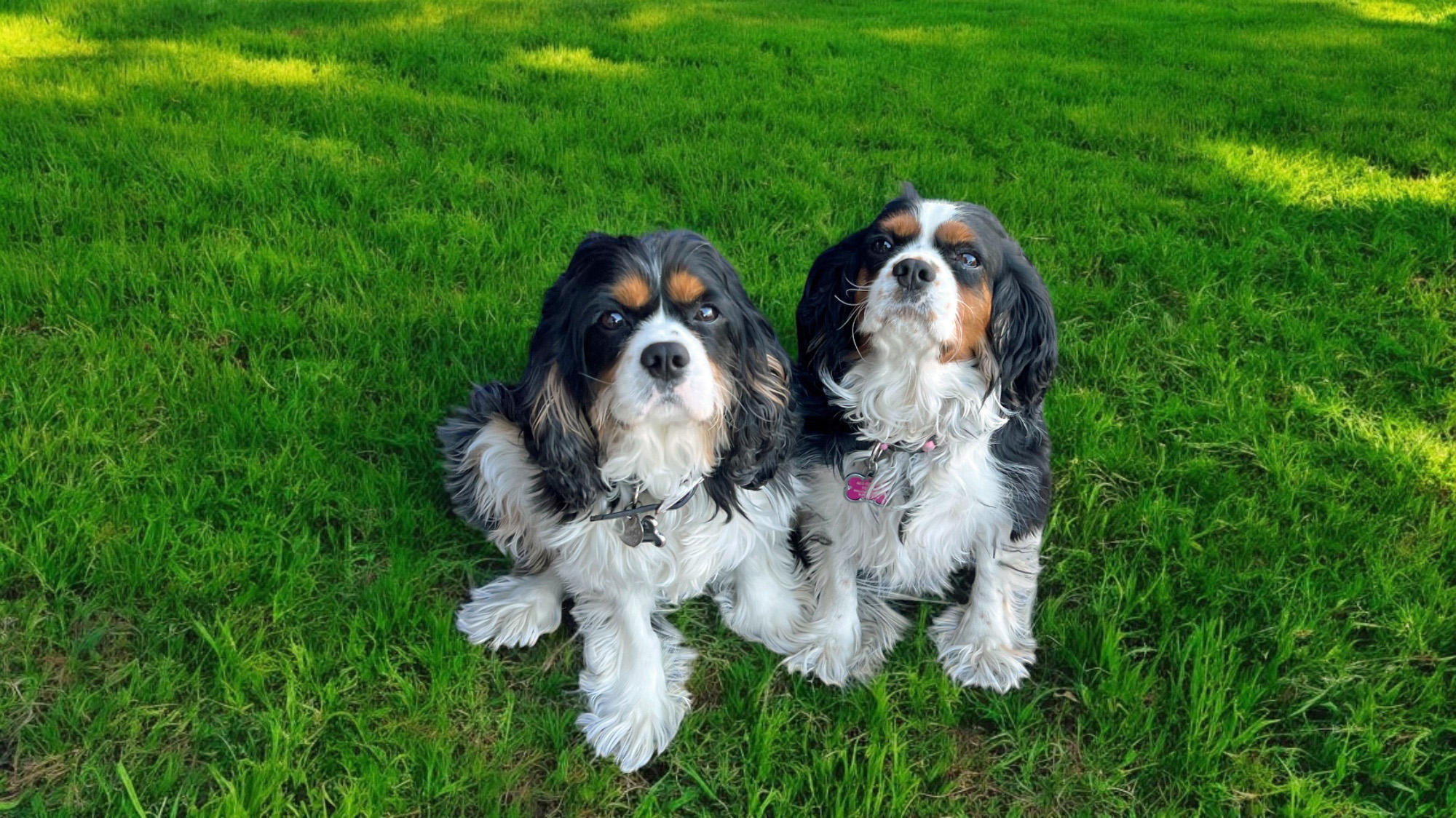 Rocky and Bailey in Maricopa, AZ