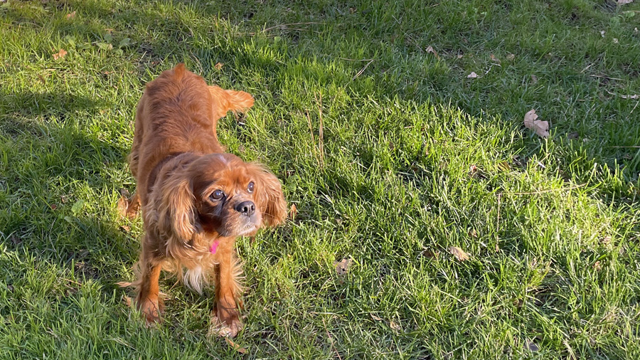 Rosey in Virginia Beach, VA