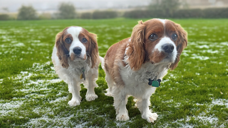 Rusty and Riley in Weymouth, MA