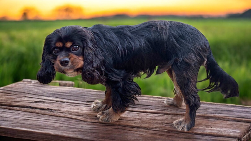 Buddy in Austin,TX