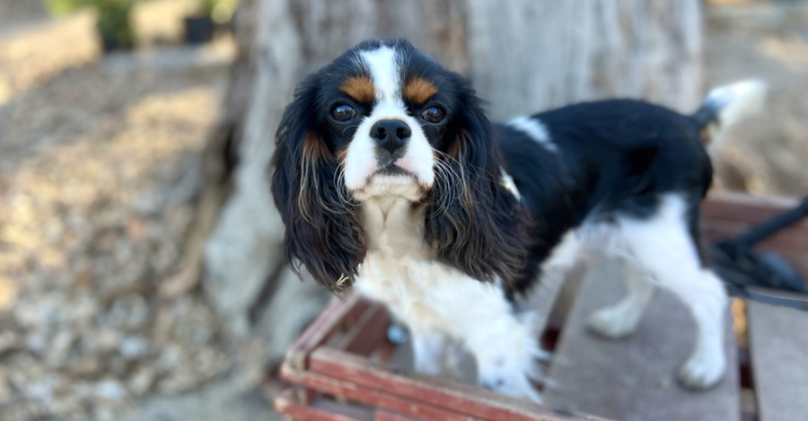 Button in Woodland Hills, CA