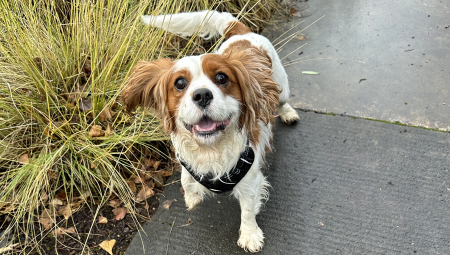 Finnegan in Portland, OR