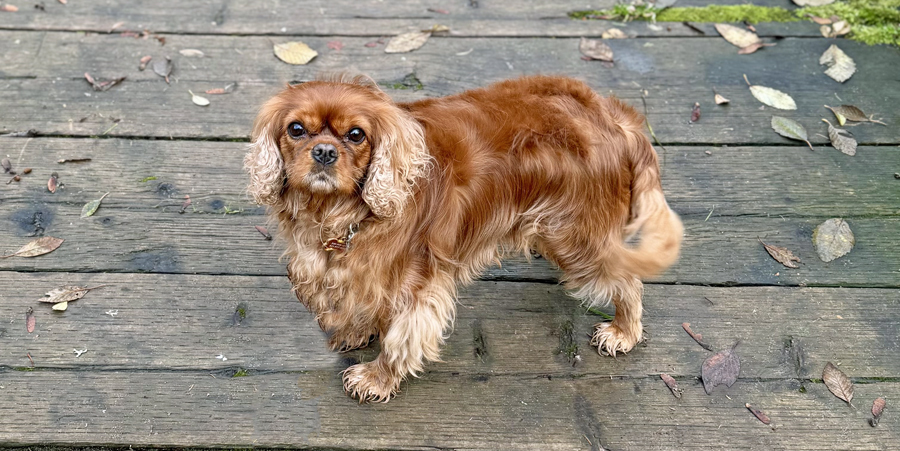 Hazel in Federal Way, WA