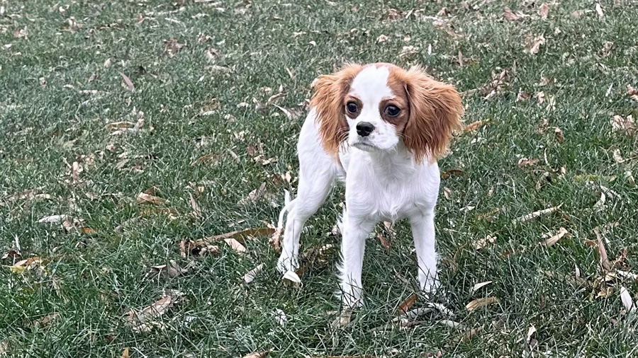 Lilly in Trempealeau, WI