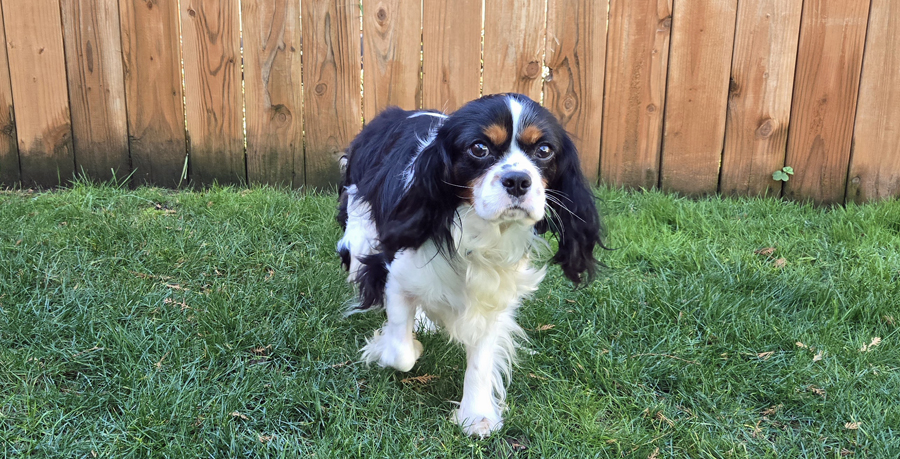 Teddy in Washougal, WA