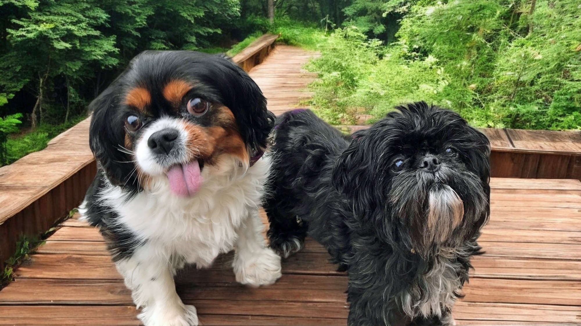 Daisy and Frannie in Pittsburg, CA