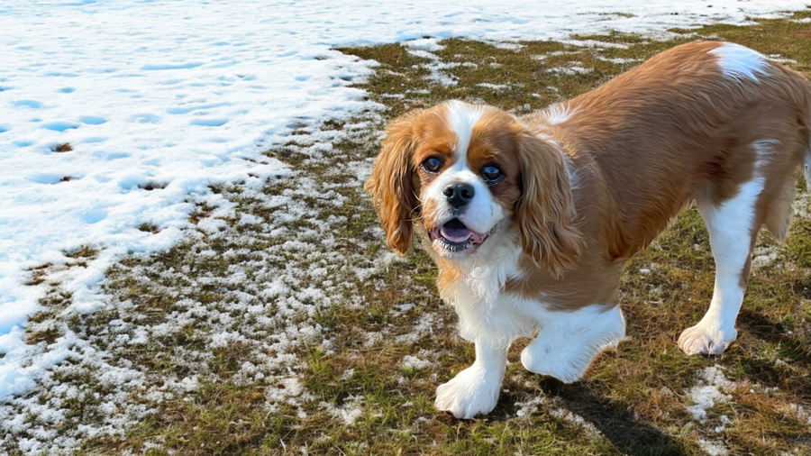 Sophie in Cherry Hill, NJ