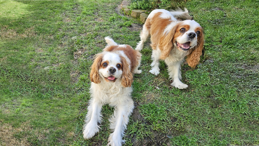 Dudley and Oliver in Sacramento, CA